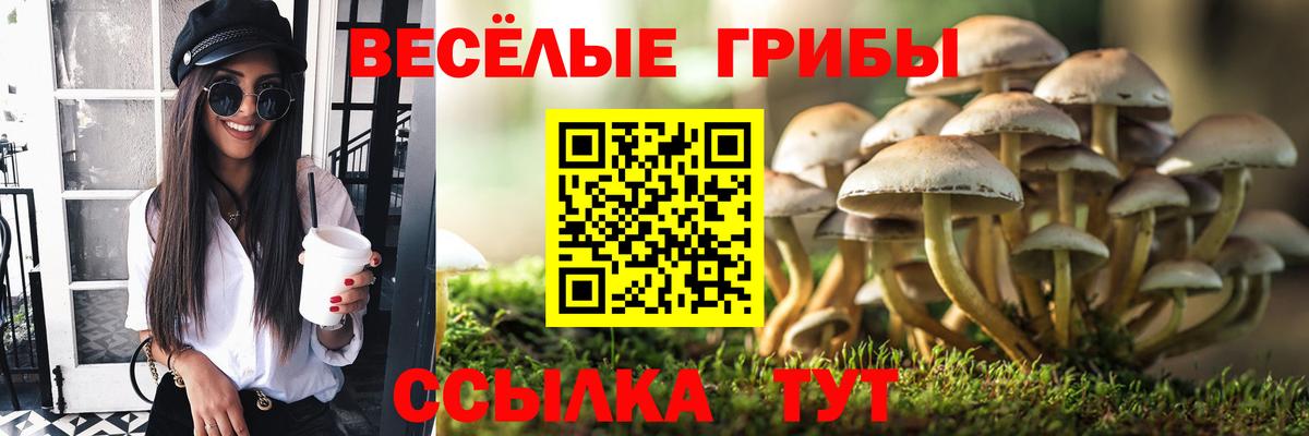 Псилоцибиновые грибы Psilocybe Торжок